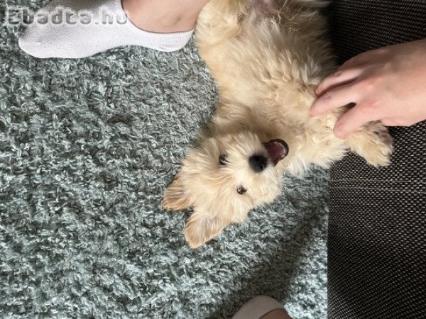 5 hónapos Maltipoo kisfiú eladó