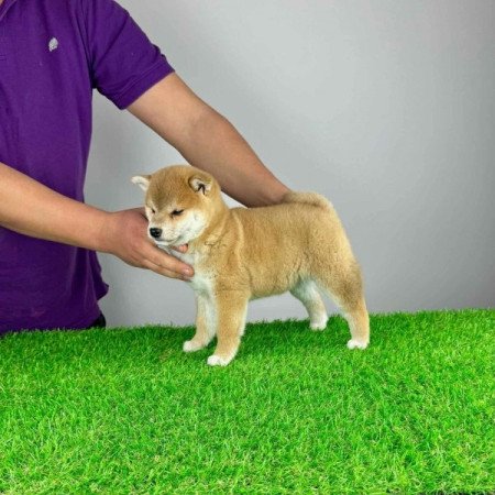 Shiba Inu