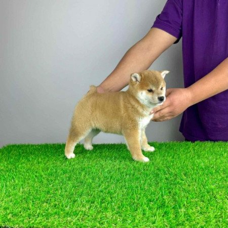 Shiba Inu