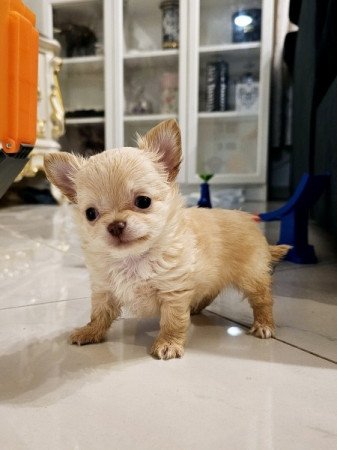 Chihuahua