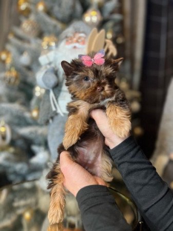 Yorkshire terrier