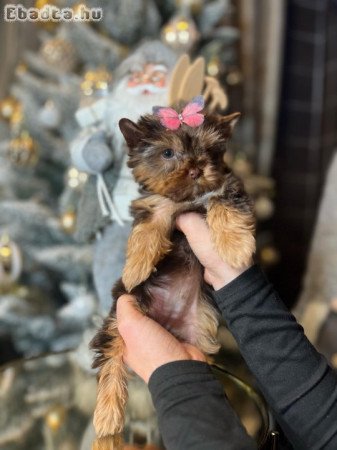 Csoki színű Yorkshire terrier