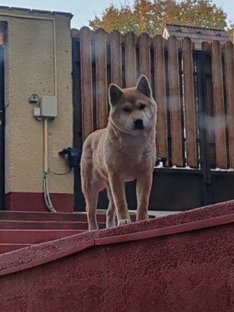 Shiba inu