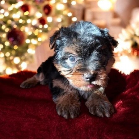 Yorkshire Terrier