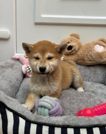 Shiba inu