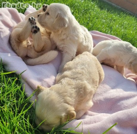 Golden Retriever kiskutyák