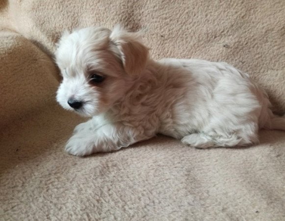 Bichon havanese