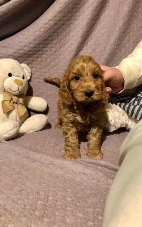 Cockapoo cavapoo uszkár spániel