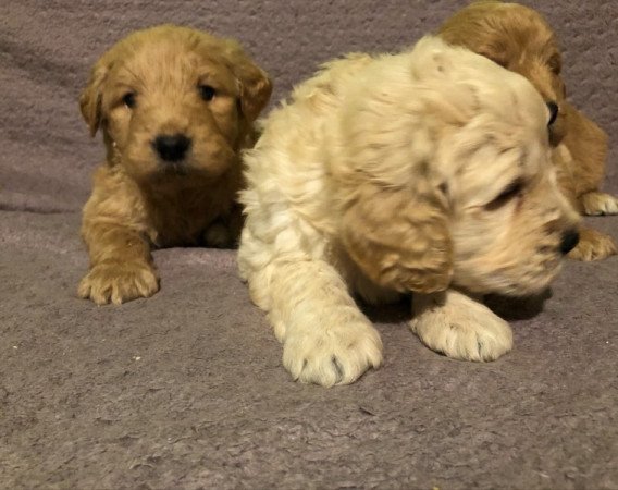 Golden retriever uszkár labradoodle labrador goldendoodle