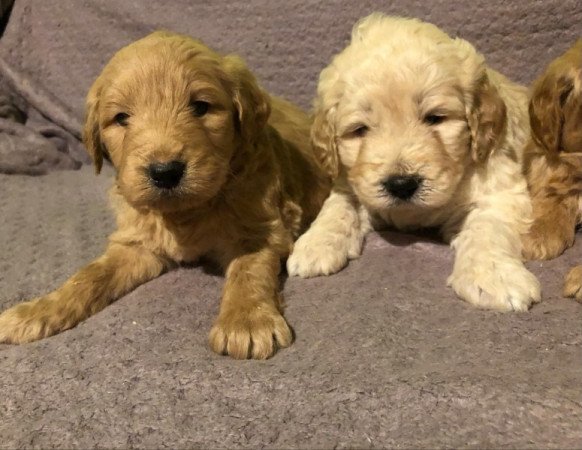 Golden retriever uszkár labradoodle labrador goldendoodle