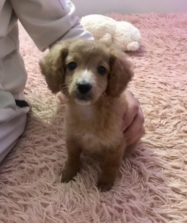 Goldendoodle labradoodle uszkár retriever