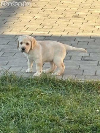 Labrador kiskutyák eladók