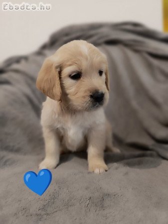 Golden Retriever kiskutyák