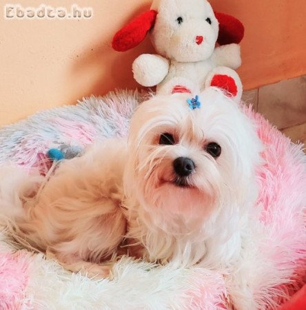 Gyönyörűszép Bichon Havanese kiskutyák eladók