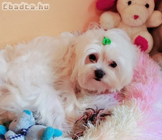 Gyönyörűszép Bichon Havanese kiskutyák eladók