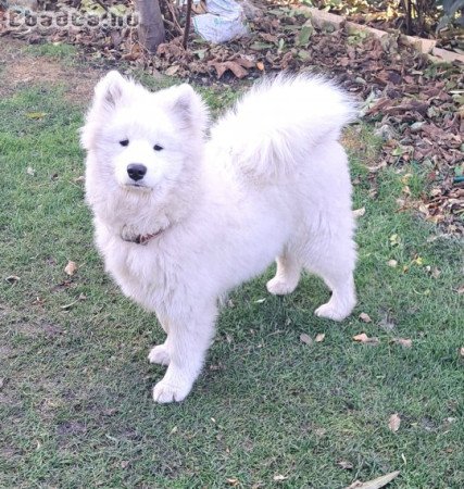 Samoyede kan kutya