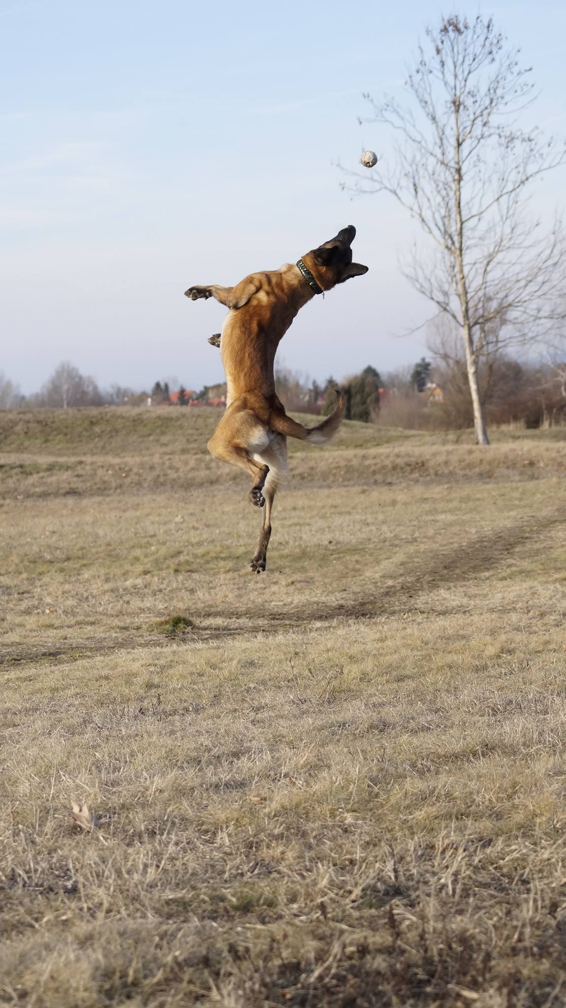 Családi kutyás sportközpont - Kutyaiskola és Kutyaotthon