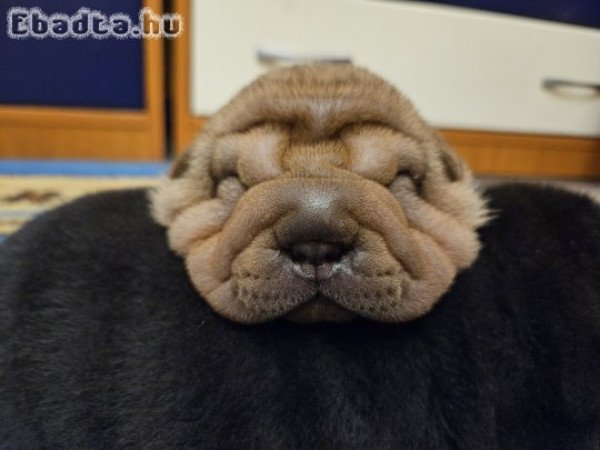 Shar Pei kölkök előjegyezhetőek