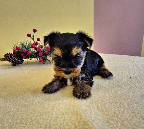 yorkshire terrier