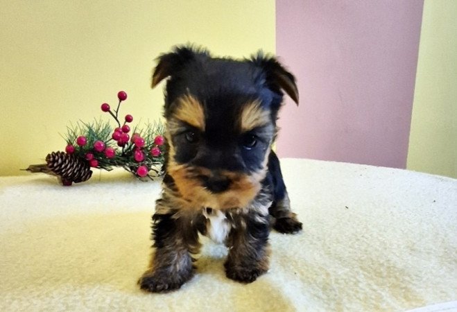 yorkshire terrier