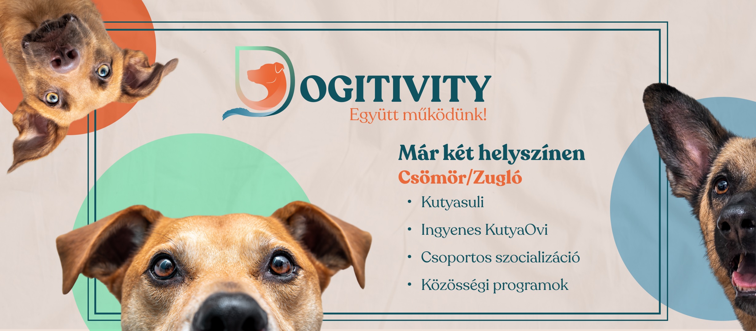 Dogitivity