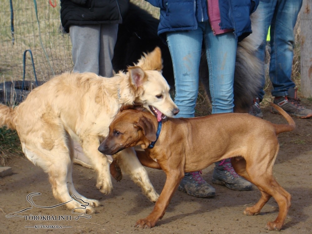 Törökbálinti Kutyaiskola
