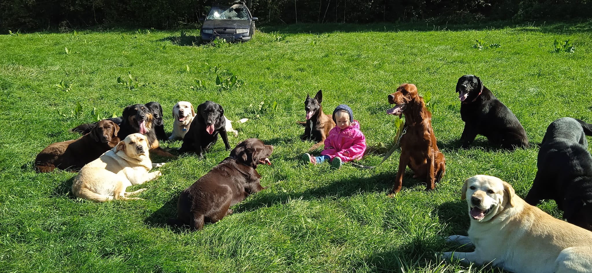 Törökbálinti Kutyaiskola