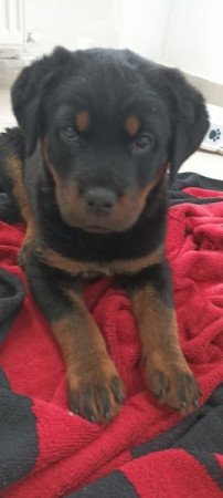 Rotweiler