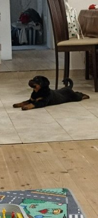 Rotweiler