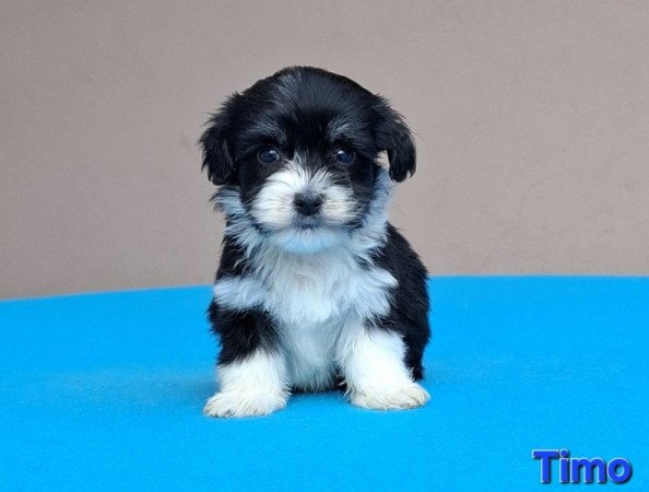 Bichon havanese