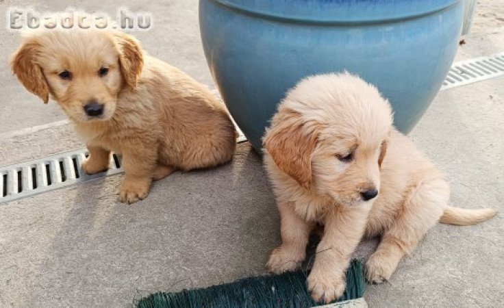 Golden retriever kölykök