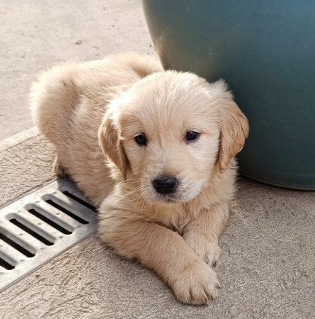 Golden retriever