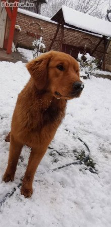 Golden Retriever kisfiúk szerető gazdit keresnek