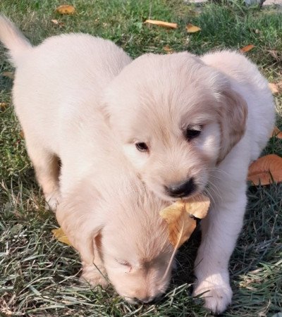 Golden retriever