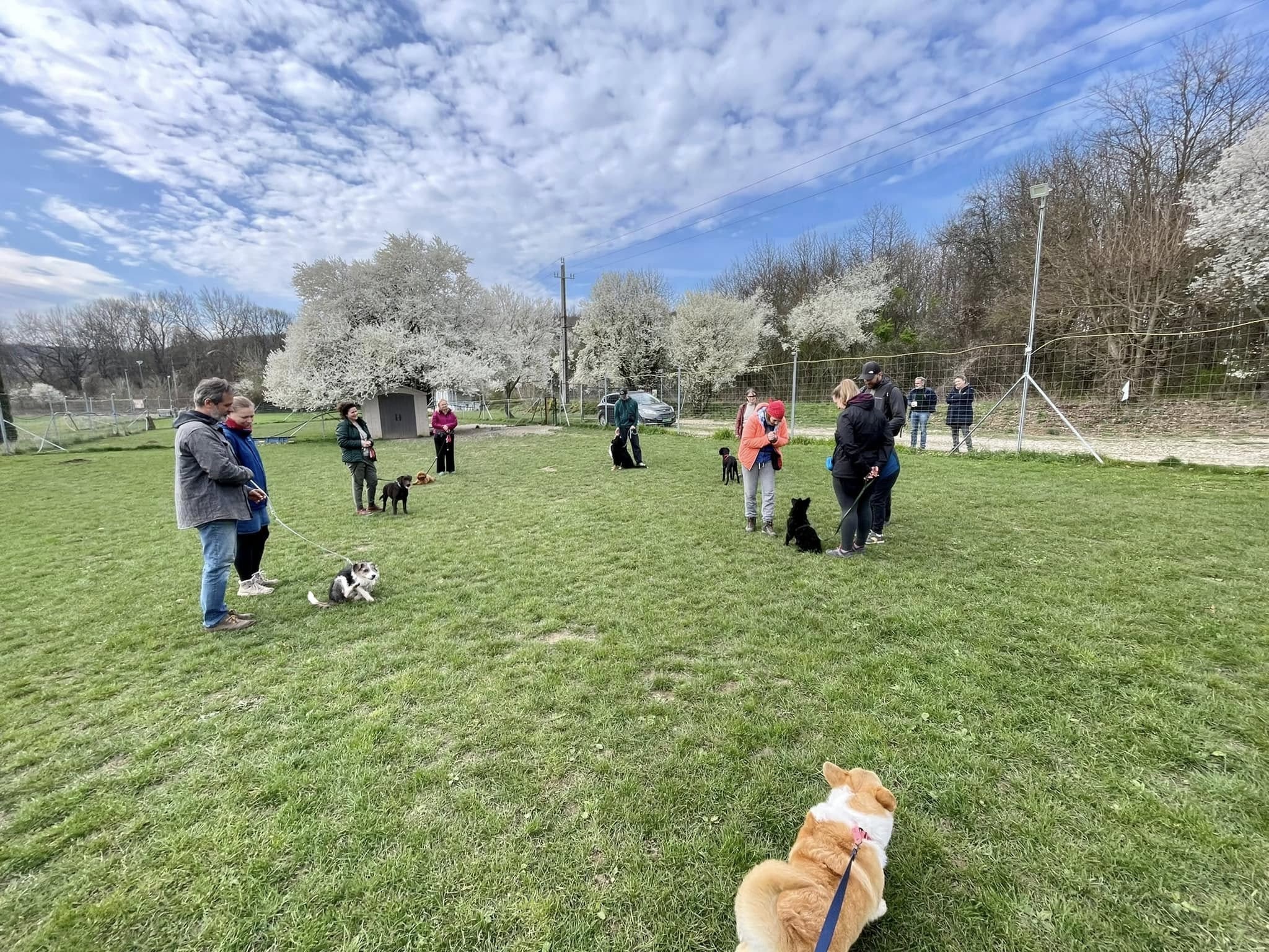 Dogsfort Kutyaiskola