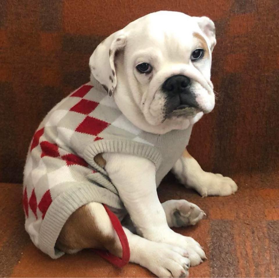 Szentendrei Kutyasuli