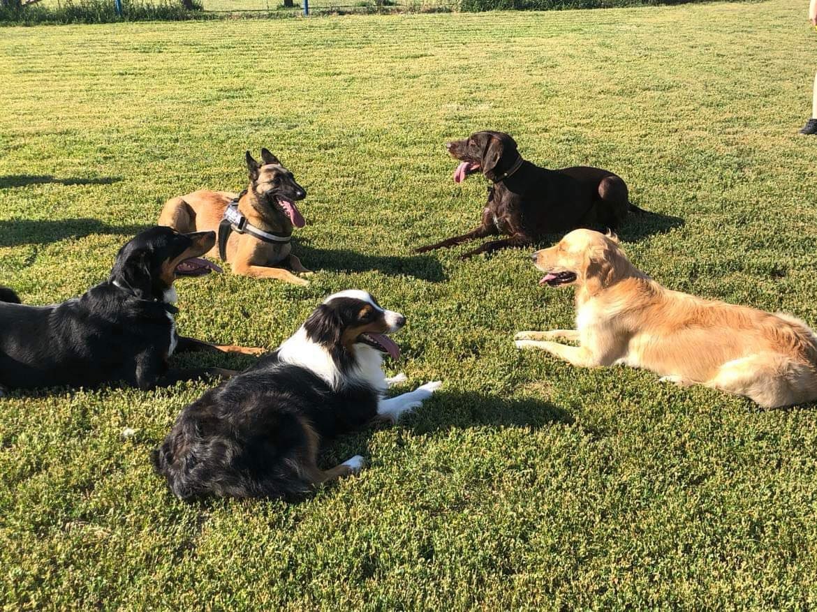 Szentendrei Kutyasuli