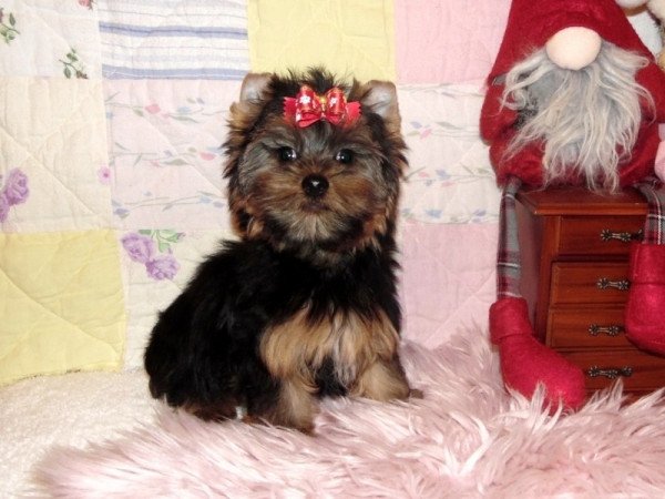 Yorkshire Terrier, Yorki