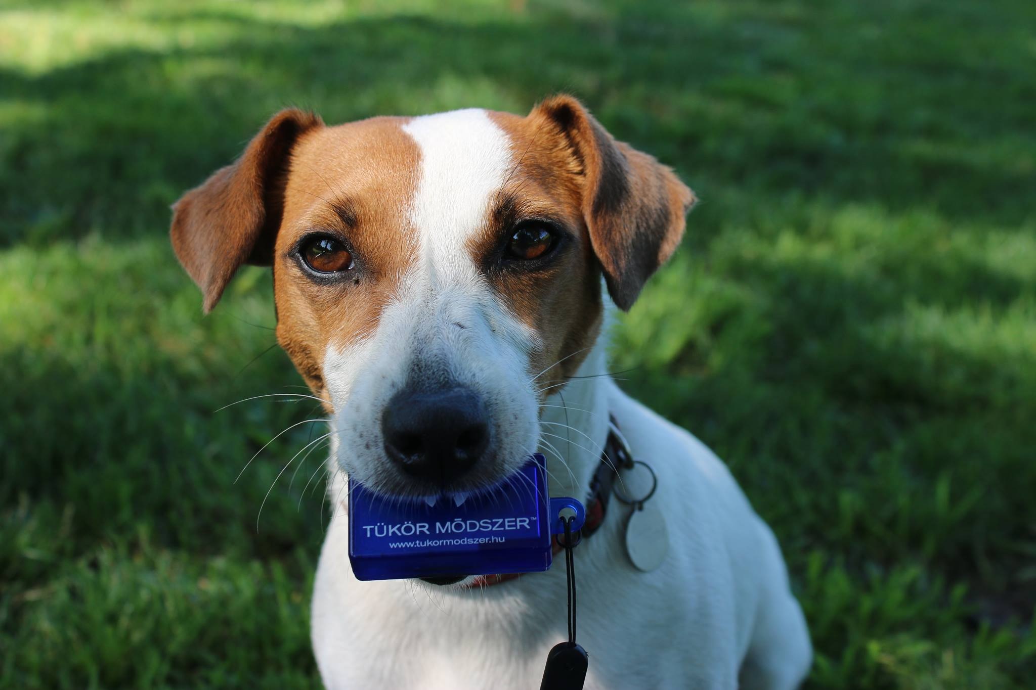 Népszigeti Kutyaiskola