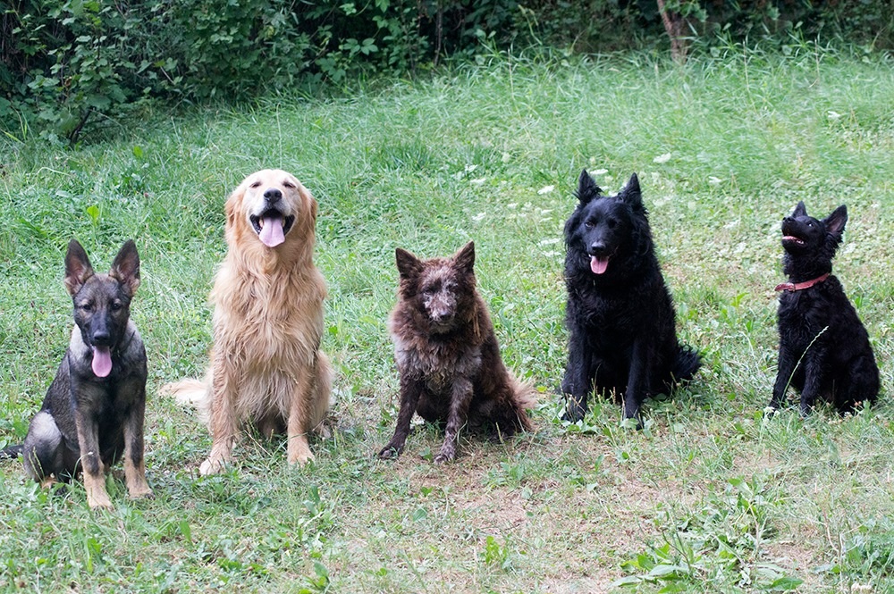 Ebgondolat Kutyaiskola