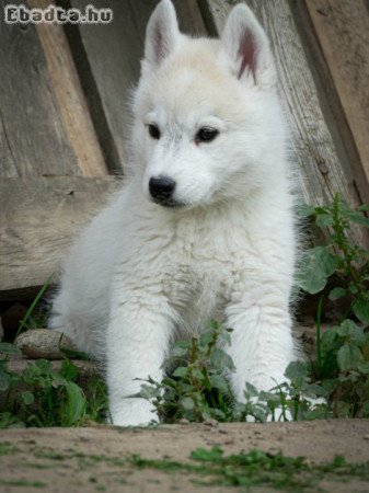 Male Siberian Husky Puppy for Sale