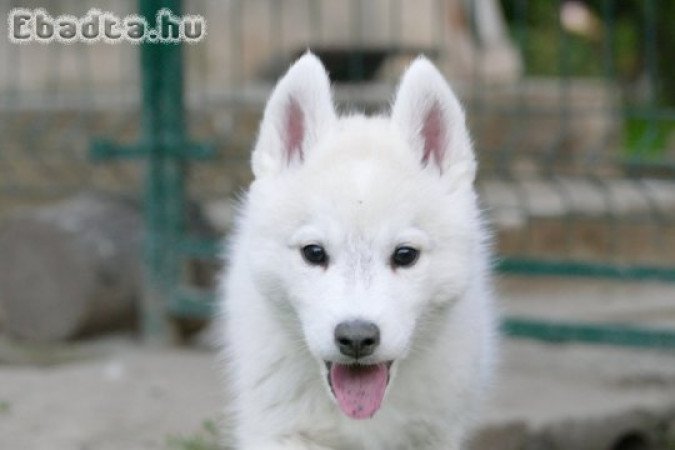 Male Siberian Husky Puppy for Sale