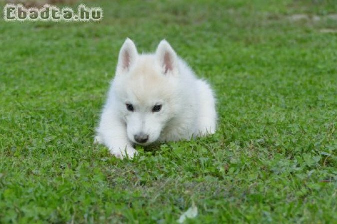 Male Siberian Husky Puppy for Sale