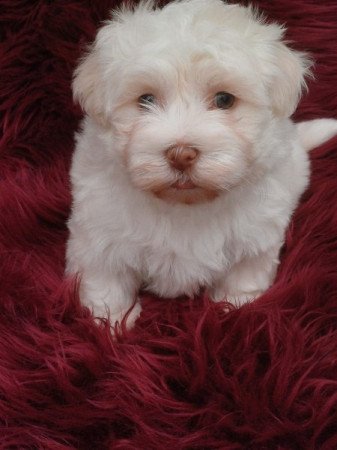 bichon havanese