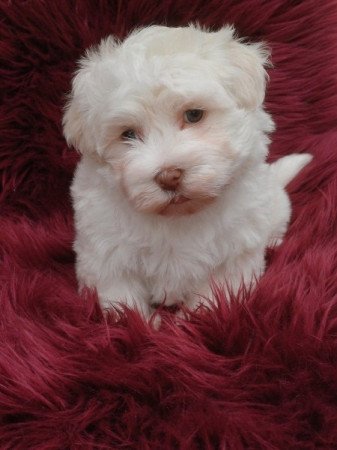 bichon havanese