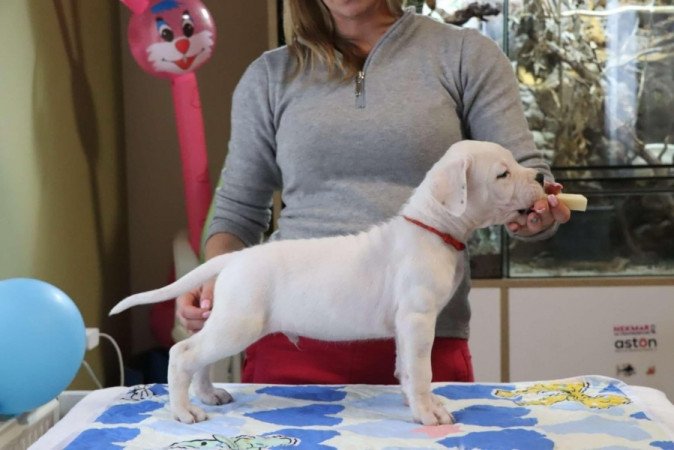 Argentín Dog