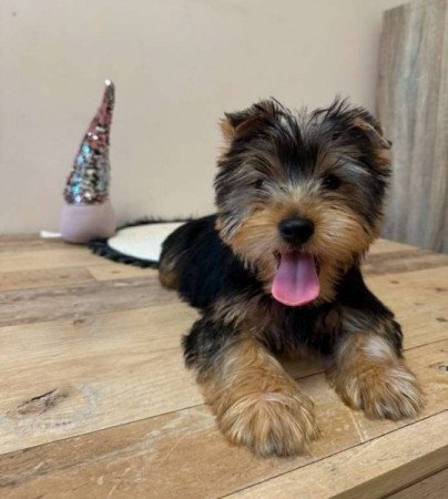 Yorkshire terrier