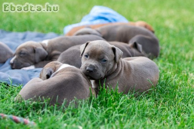 Blue amstaff kölykök eladók