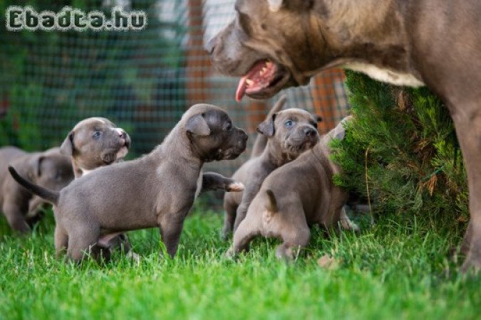 Blue amstaff kölykök eladók