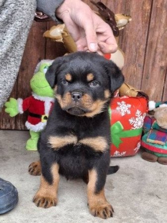 rottweiler